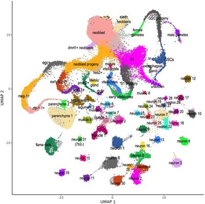 Single-cell RNA-seq analyses show that long non-coding RNAs are conspicuously expressed in Schistosoma mansoni gamete and tegument progenitor cell populations